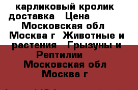 карликовый кролик  доставка › Цена ­ 1 000 - Московская обл., Москва г. Животные и растения » Грызуны и Рептилии   . Московская обл.,Москва г.